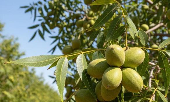 Bahçesine eken milyoner oluyor: Geleceğin 'yeşil altını' belli oldu! Az su isteyen, çok kazandıran bu bitkiyi keşfedenler paraya para demiyor)