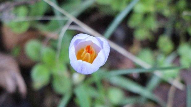 Karların erimesiyle ortaya çıktı! Dağlarda yetişiyor, 'milli servet' değeri taşıyor)