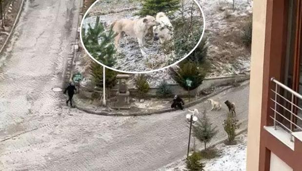 Sokak köpeği dehşeti! Önce öğrencilere, sonra kadına saldırdılar)