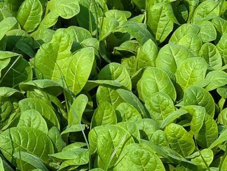 Profesörden korkutan uyarı: Masum sanıyoruz ama 8 paket sigaraya bedel!)