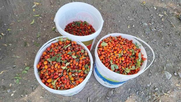 Doğada bedava, raflarda cep yakıyor: Hepsi şifa deposu olan o bitkiler kendi kendine yetişiyor: İşte Anadolu'nun unutulan nimetleri)