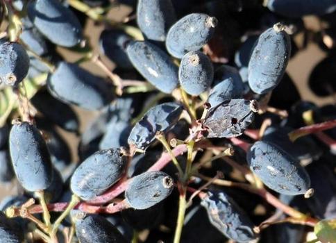 Doğal antikor fabrikası: Rusların yüzyıllardır sır gibi sakladığı meyve: Türkiye'de doğada bedava yetişiyor!)