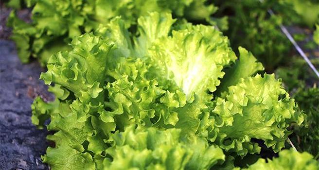 Dünyanın açık ara en faydalı sebzesi! Türkler evine bile sokmuyor, değerini bilen yok)