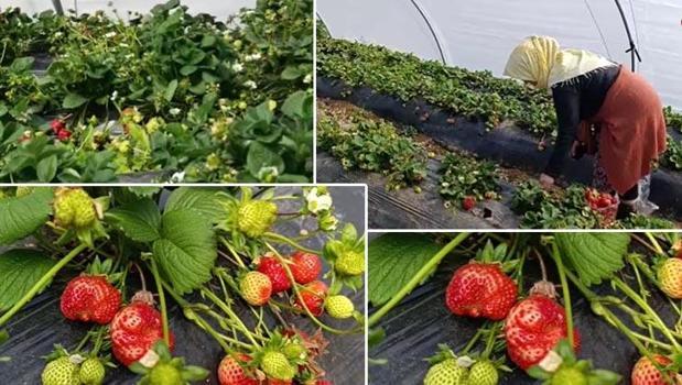 Dört mevsim hasat ediliyor! Kilosu 200 TL: Lezzetiyle hayran bırakıyor)