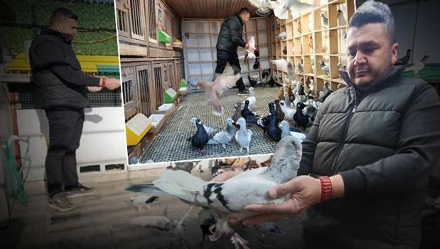 Memurluğu bırakıp güvercin yetiştiricisi oldu! Otomobil fiyatına satıyor)