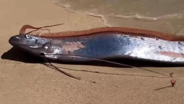 Bir değil iki tane! 'Kıyamet balığı' kıyıya vurdu: Görüntüler infial yarattı)