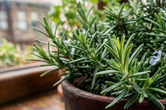 Kokusunu alan bir daha hiçbir şeyi unutmuyor! Zihni çelik gibi yapan o mucize)