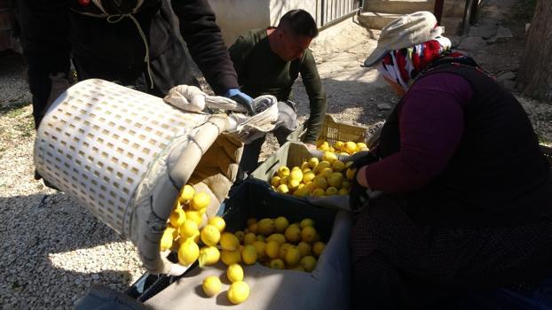 Mersin'de hasadı bitiyor! Kilosu 35 TL: Balkanlar, Rusya ve Orta Doğu'ya ihraç ediliyor: Dünyanın en güçlü c vitamini deposu, 70 derdin şifası)