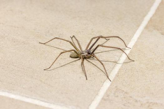 Artık görünce tiksinmeyeceksiniz: Örümcek ağlarının bugüne kadar gizlenen mucizevi etkisi ortaya çıktı)