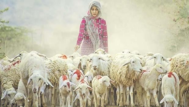 Küçükbaş hayvanda büyük destek başladı)