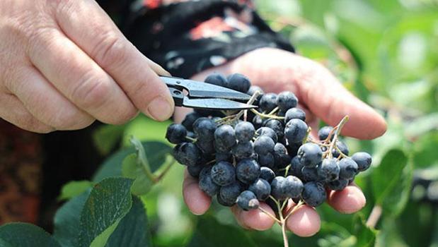 21. yüzyılın bitkisi ilan edildi! İbrahim Saraçoğlu'nun favorisi oldu: Suyun sıkıp hemen için)