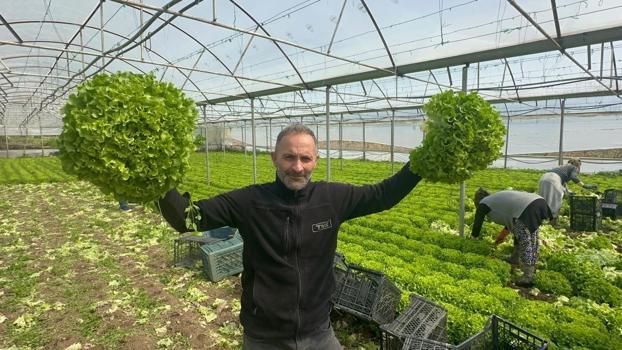 Geçen sene tanesi 5 TL'den satılıyordu, bu sene hasadı tanesi 30 TL ile başladı! Kemikleri yoğunlaştırıp erimeyi engelliyor)