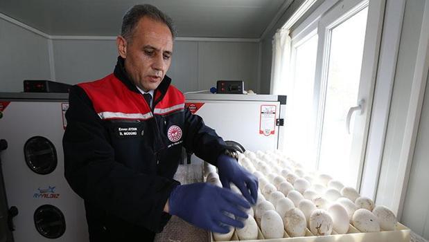 Kars’ta yerli üretim için dev adım! Her şey 1500 yumurtayla başladı)