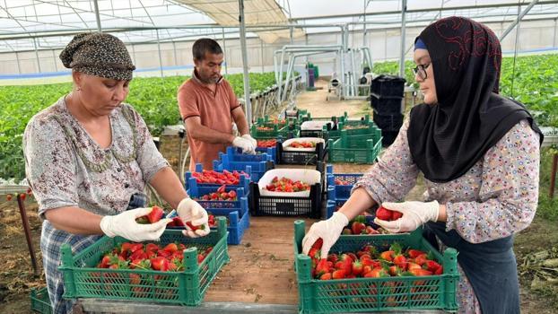 Serik'ten dünyaya kilo kilo satılıyor! Almanya'da öğrendi, Türkiye'de hayata geçirdi: Modern serada üretiliyor, ihracatla ekonomiye katkı sağlıyor)