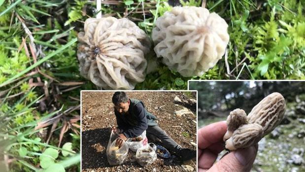 Doğada kendiliğinden yetişiyor! Halk arasında 'göbek' olarak biliniyor: Kilosu bin 500 liradan satılıyor)