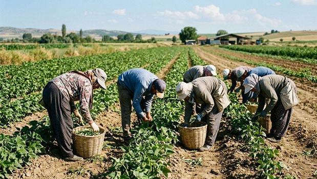​Mevsimlik işçiye tazminat piyangosu! 6 ay çalışana 3 yıllık hak doğuyor)