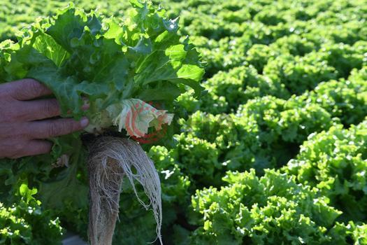 Bağırsak hareketlerini düzenliyor! Dünyanın en sağlıklı yeşilliği, salatalardan eksik etmeyin)