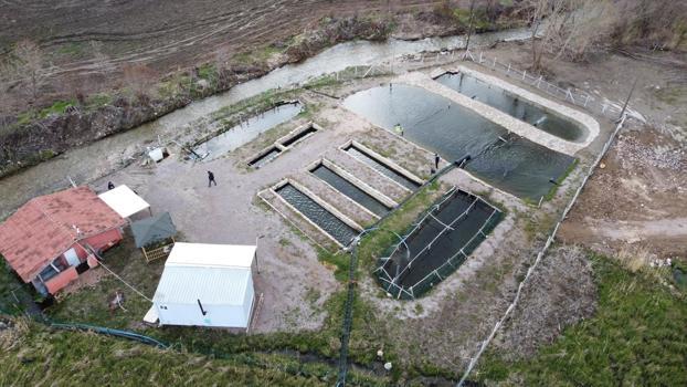 Canlı, taze ve uygun fiyatlı! Kaynak suyunda yetişiyor, tadını bilenler kilo kilo satın alıyor)