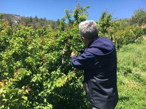 Kilosu tam 800 TL! Araplar ve Avrupalılar sıraya girdi, hasat başlar başlamaz yok satıyor...)
