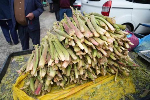 Avrupa bu bitki için sıraya girdi! Anadolu’nun yüksek yaylalarında yetişiyor: "Doğal kortizon" etkisi yaratıyor)