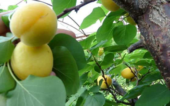 Mersin'de ilk hasat başladı! Turfanda bereket başladı)