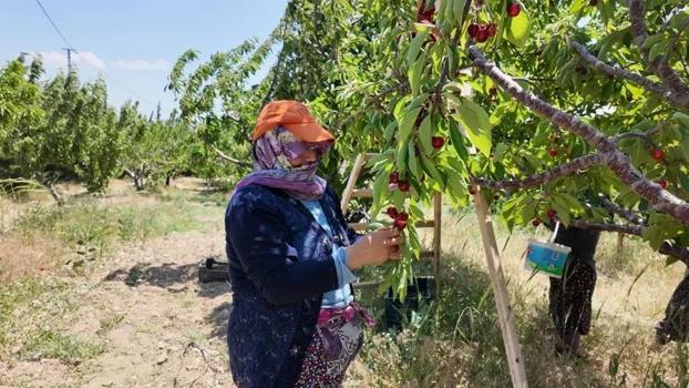 Manisa'da 'kırmızı elmas' mesaisi! Tadına bakmak bile servet değerinde!)