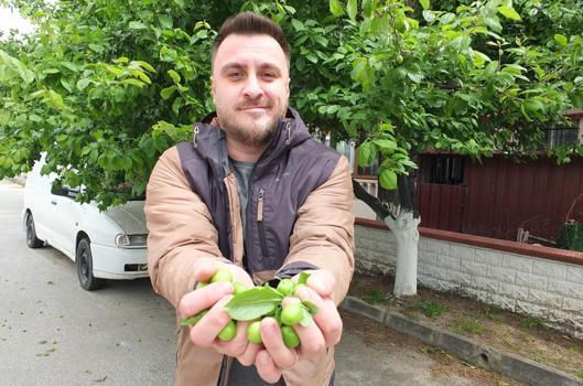 Balıkesir'de ilk hasadı yapıldı! Kütür kütür, taze ve lezzetli)