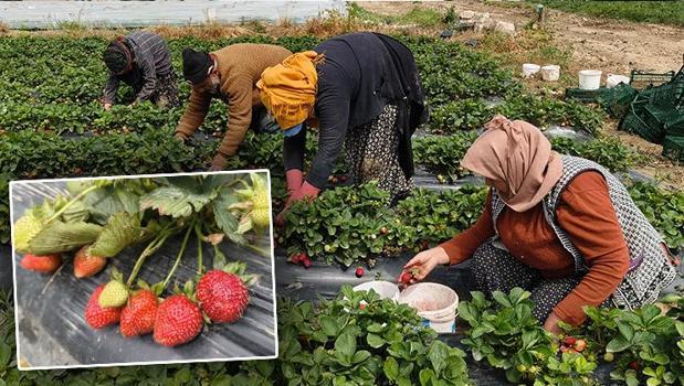 Hasadı başladı, kilosu 65 TL! Dubai ve Katar'a kilo kilo satılıyor: Kan şekerini dengeleyip kolajen depoluyor)