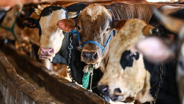 SON DAKİKA: Vekaletle kurban kesim bedeli belli oldu)