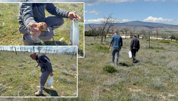 Kilosu bin 500 TL'den satılıyor! Vatandaşlar altın bulmuş gibi seviniyorlar: Tadı kuzu etine benzetiliyor)