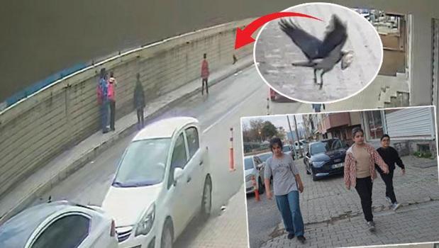 Çocukların kurtardığı yavru kuşu karga kaçırdı! 'Bizi takip ediyormuş')