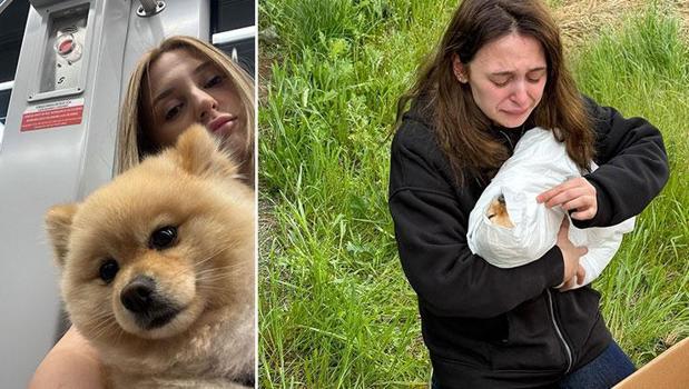 Petshopta ihmal iddiası! 'Bony' boğazına bağlanan ipin kurbanı mı oldu? 'Benim aşkım çok zorlanmış')