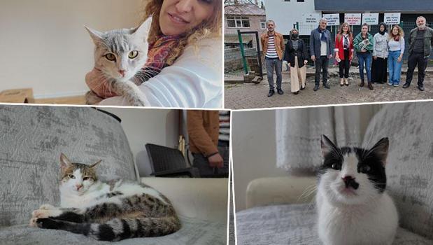 Yürek ısıtan dayanışma! Gönüllüler sokak kedileri için ev kiraladı)