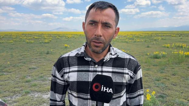 Doğada görürseniz sakın koparmayın! Cezası dudak uçuklatıyor)