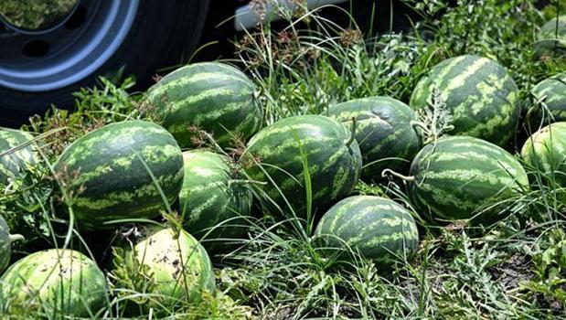Karpuz seçerken sapına değil yanındaki sarı lekeye bakın! Meğer en tatlısını seçmenin tek yolu oymuş)