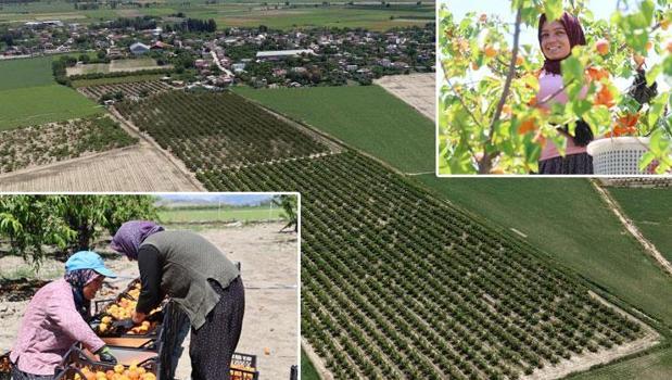Çukurova'nın bereketli topraklarından fışkırıyor! Kilogramı 60 TL'den başlıyor: Akın akın gelip tek tek topluyorlar)