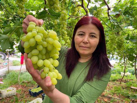 İşçiliği az ama getirisi çok! 'Siyah İnci'nin hasadı başladı: Kilo kilo satılıyor)