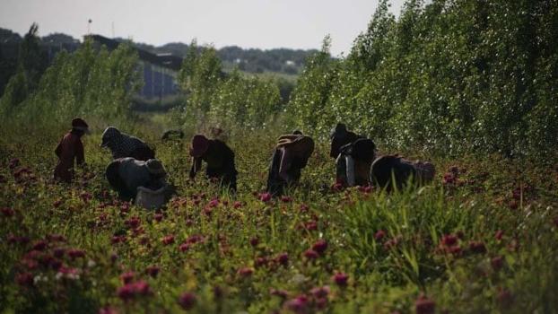 Dikenlerin arasında saklı bir servet: Elleri parçalansa da vazgeçmiyorlar: 7 ay süren zorlu mesai başladı!)
