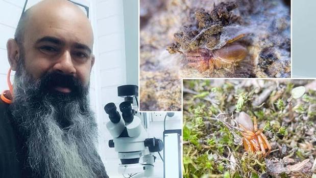 Ege'de bilim dünyasını heyecanlandıran keşif: 8 yeni örümcek türü tespit edildi, bir tanesi sadece Türkiye'de var!)