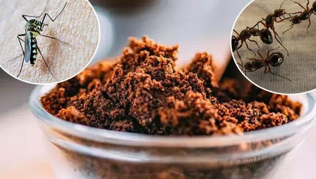 Ne sivrisinek bırakıyor ne de karınca! İstenmeyen misafirlerden kurtaran doğal çözüm)