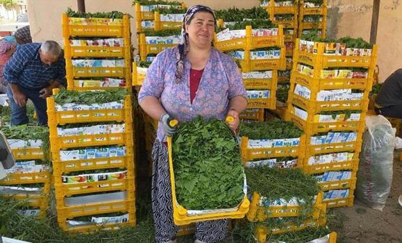 Sultaniye’de tek tek elle toplanıyor altın kadar değerli! Kilosu 80 TL'den alıcı buluyor)
