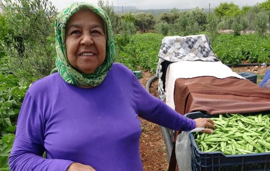 Mersin'de bereketli hasat başladı! Dalında altın değerinde, Türkiye'nin dört bir yanına satılıyor)