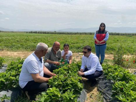 Hatay'da lezzetli hasat başladı! Kilosu 110 TL'ye kadar çıkıyor, tek tek toplanıp kiloyla satılıyor)