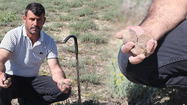 'Dolaman kurdu' olarak biliniyor, günde 60 bin liralık mantar topluyor! Kilosunu bin 500 TL'den satıyor)