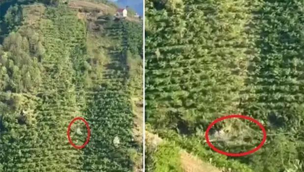 Giresun’da dehşet anları! 400 metre boyunca taklalar atarak yamaçtan alt yola uçtu)