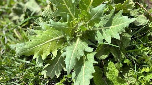 Tezgâhlarda başka bir sebzeyle sık sık karıştırılıyor! Tek bir ısırığı bile hastanelik etmeye yetiyor: İşte o gizli tehlike)