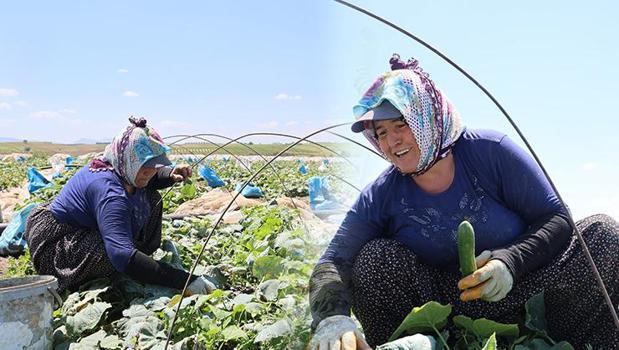 Ata tohumundan yetiştirilen sebzede hasat başladı! Kilosu 10 TL'den satılıyor: 'Eskiden çeyrek altın verilirdi')