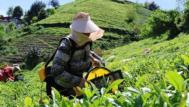 Karadeniz'de 1 günlük çay yevmiyesi belli oldu!)