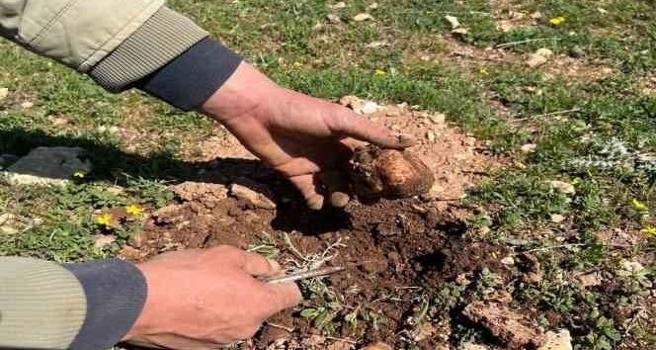 Türkiye'den Lübnan ve Katar'a çuval çuval satılıyor! Kilosu tam 2 bin lira: Bulana anında ev ve araba aldırıyor...)