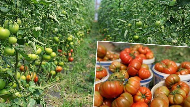 Halk arasında 'dangalak' ismiyle biliniyor! Hasadı başladı, kilosu 100 TL!)